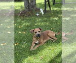 Small #3 Black Mouth Cur Mix