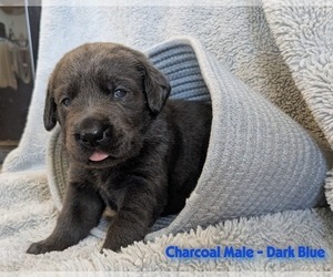 Labrador Retriever Puppy for sale in PALMYRA, VA, USA