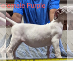 Small Photo #2 American Bully Puppy For Sale in MILILANI, HI, USA