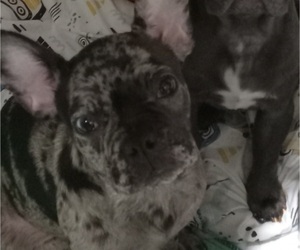 French Bulldog Puppy for sale in CHICAGO, IL, USA