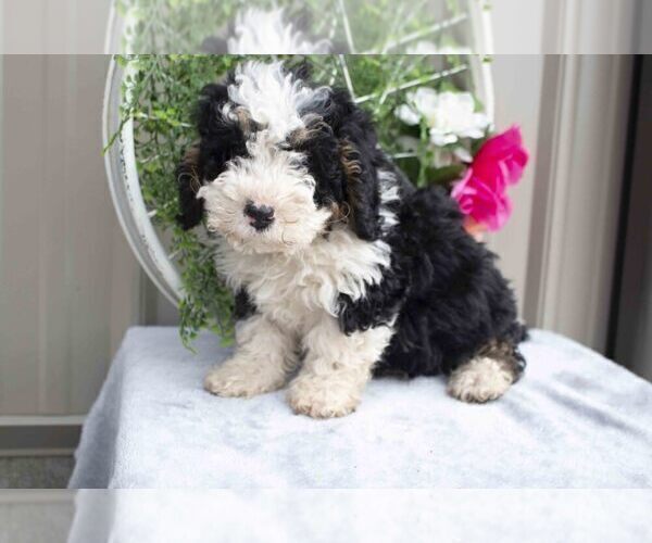 Medium Photo #1 Bernedoodle (Miniature) Puppy For Sale in NAVARRE, OH, USA