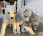 Puppy 1 Labrador Retriever-Siberian Husky Mix