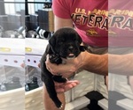 Puppy Orange Cane Corso