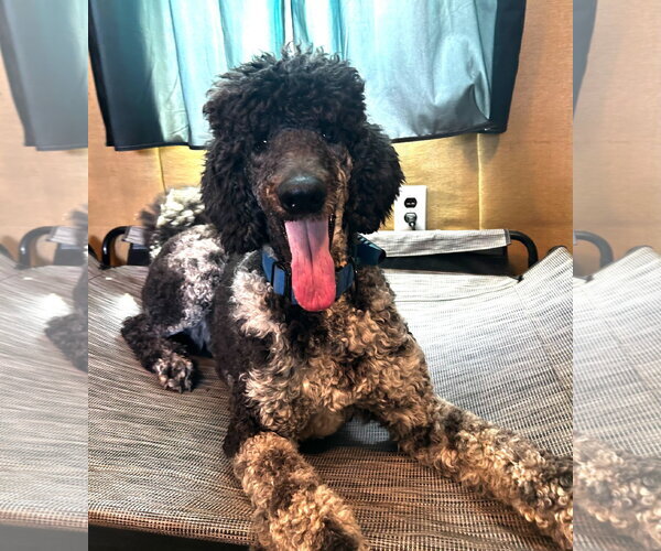 Medium Photo #3 Poodle (Standard) Puppy For Sale in Pacolet, SC, USA
