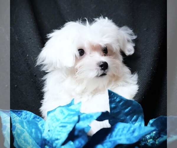 Medium Photo #4 Maltese Puppy For Sale in ROCK VALLEY, IA, USA