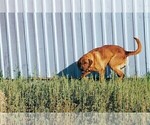 Small Photo #1 Labrador Retriever Puppy For Sale in MONTE VISTA, CO, USA