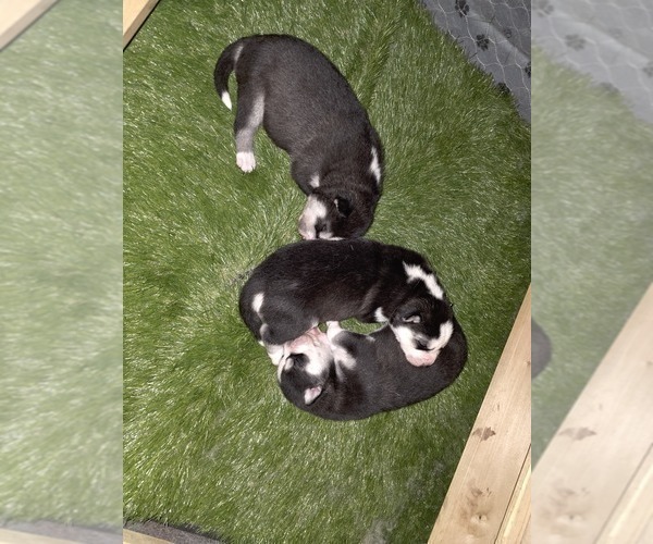 Medium Photo #116 Siberian Husky Puppy For Sale in ALTON, IL, USA