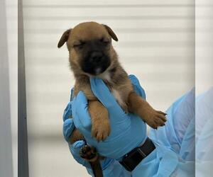 American Staffordshire Terrier-Unknown Mix Dogs for adoption in San Antonio, TX, USA