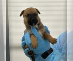 Small American Staffordshire Terrier Mix
