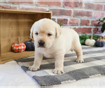 Small #3 Labrador Retriever
