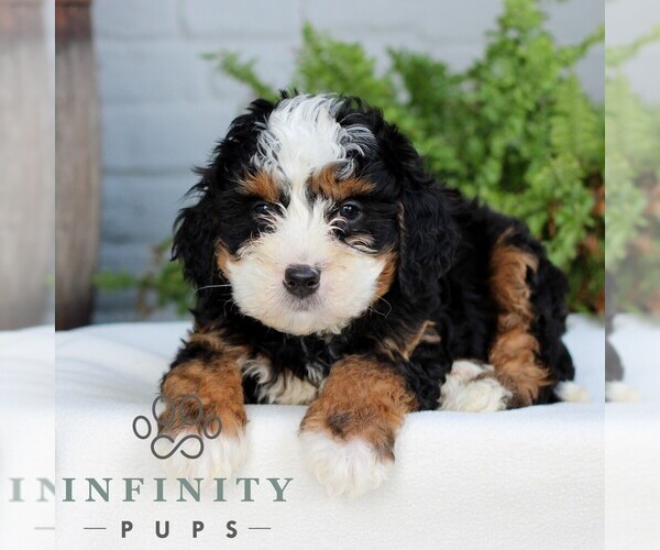 Medium Photo #3 Bernedoodle (Miniature) Puppy For Sale in LITITZ, PA, USA