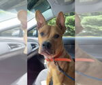 Small #2 Bullmastiff-Shiba Inu Mix