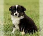 Small #2 Australian Shepherd
