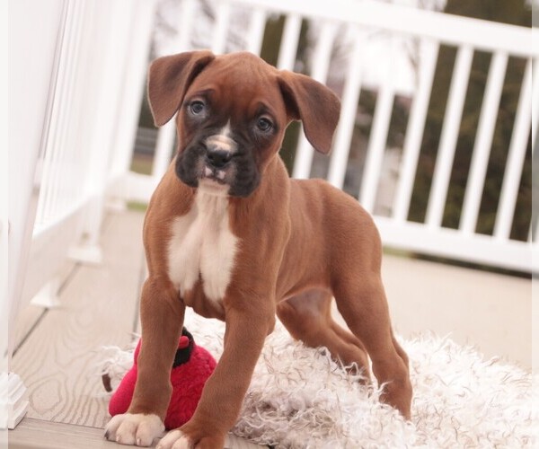 Medium Photo #7 Boxer Puppy For Sale in SHIPSHEWANA, IN, USA