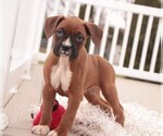 Small #6 Boxer