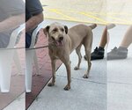 Small Photo #1 Labralas Puppy For Sale in New Smyrna Beach, FL, USA