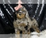 Small #3 Poodle (Miniature)