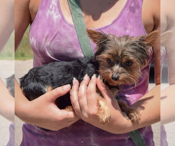 Medium Photo #2 Mutt Puppy For Sale in Huntley, IL, USA