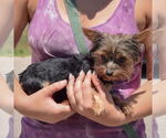 Small #1 Mutt