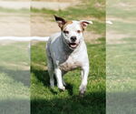 Small #7 Bullboxer Pit