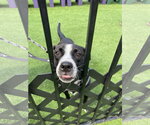 Small Photo #12 Mutt Puppy For Sale in Oakhurst, NJ, USA