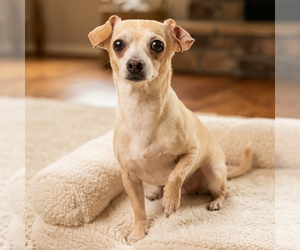 Chihuahua Dogs for adoption in Vail, AZ, USA