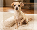 Small Chihuahua