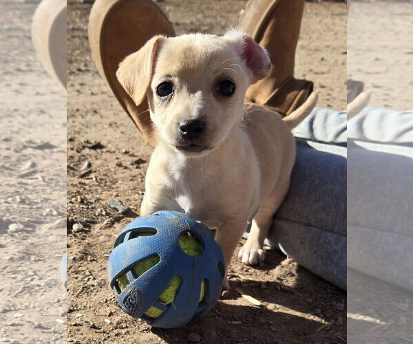 Medium Photo #4 Chiweenie Puppy For Sale in Peralta, NM, USA