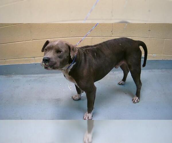 Medium Photo #1 American Pit Bull Terrier-Unknown Mix Puppy For Sale in Tulsa, OK, USA