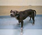 Small American Pit Bull Terrier Mix