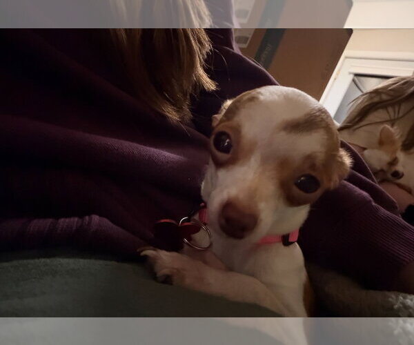 Medium Photo #4 Chihuahua-Unknown Mix Puppy For Sale in Grafton, WI, USA