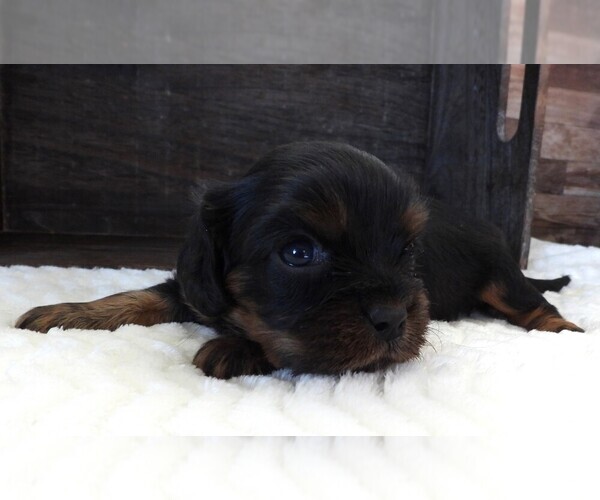 Medium Photo #6 Cavalier King Charles Spaniel Puppy For Sale in CARLISLE, KY, USA
