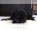 Small #5 Cavalier King Charles Spaniel