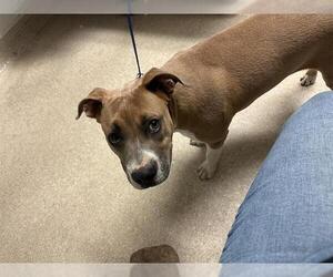 Mutt Dogs for adoption in Bakersfield, CA, USA