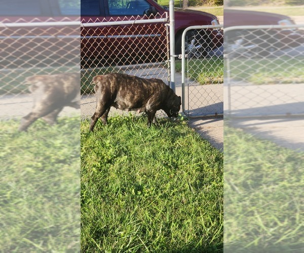 Medium Photo #6 Cane Corso Puppy For Sale in CHICAGO, IL, USA