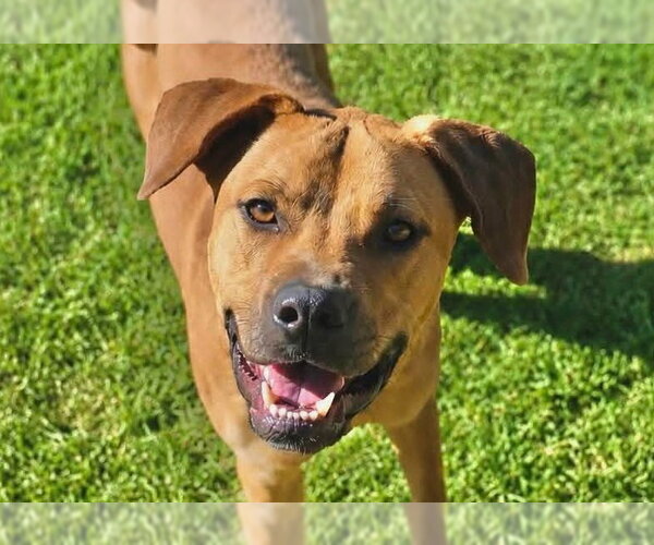 Medium Photo #2 Black Mouth Cur-Unknown Mix Puppy For Sale in Anniston, AL, USA