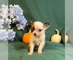 Small #15 Chihuahua