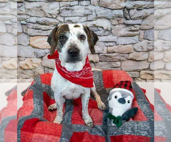 Medium Photo #2 Boxer-Unknown Mix Puppy For Sale in Kennesaw, GA, USA