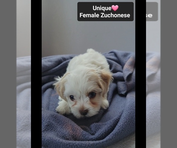 Medium Photo #3 Havanese-Zuchon Mix Puppy For Sale in TUCSON, AZ, USA