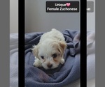 Small #2 Havanese-Zuchon Mix