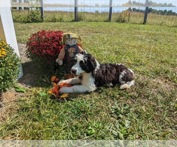 Medium Photo #1 Saint Berdoodle Puppy For Sale in ELKTON, KY, USA