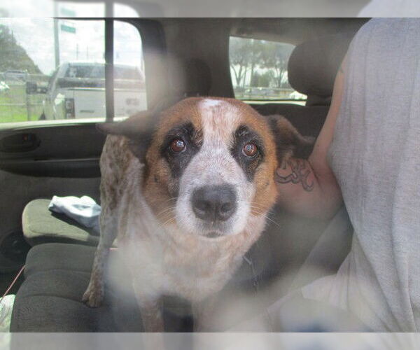 Medium Photo #1 Mutt Puppy For Sale in Ocala, FL, USA