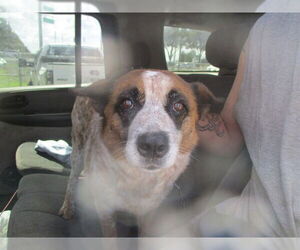 Mutt Dogs for adoption in Ocala, FL, USA