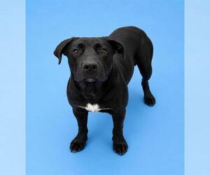 Mastiff-Unknown Mix Dogs for adoption in HESPERIA, CA, USA