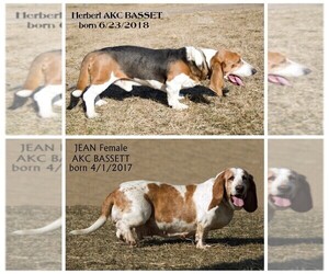 Basset Hound Puppy for sale in CLARE, MI, USA