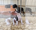 Small #4 American Bulldog