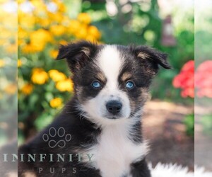 Miniature Australian Shepherd Puppy for sale in REBERSBURG, PA, USA