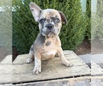 Small #1 French Bulldog
