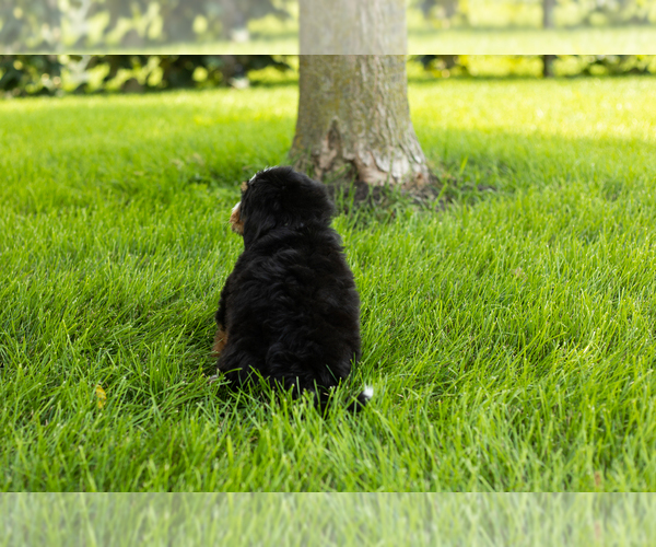 Medium Photo #24 Bernedoodle (Miniature) Puppy For Sale in SHIPSHEWANA, IN, USA