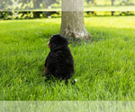 Small #23 Bernedoodle (Miniature)